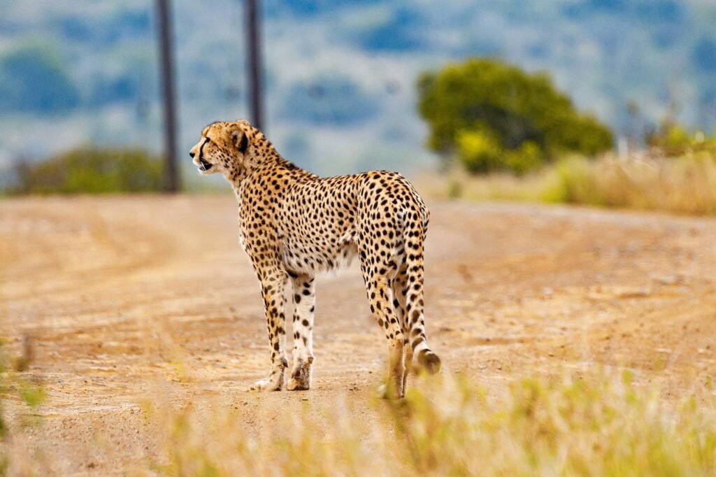 cheetah, animal, kenya safari