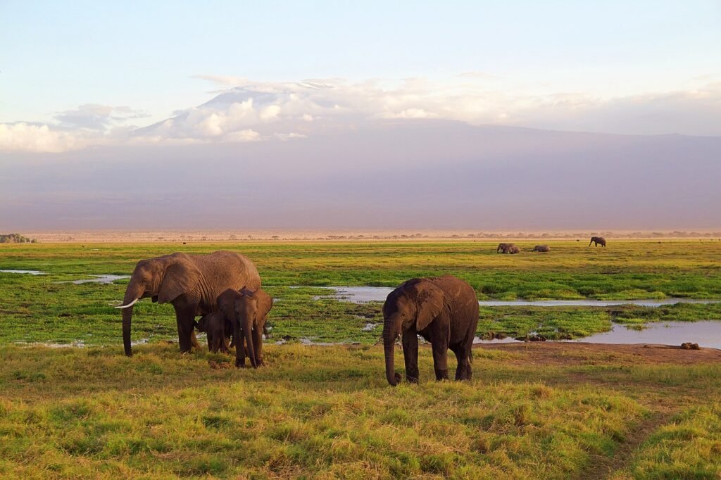 mount Kenya elephants tour safari 