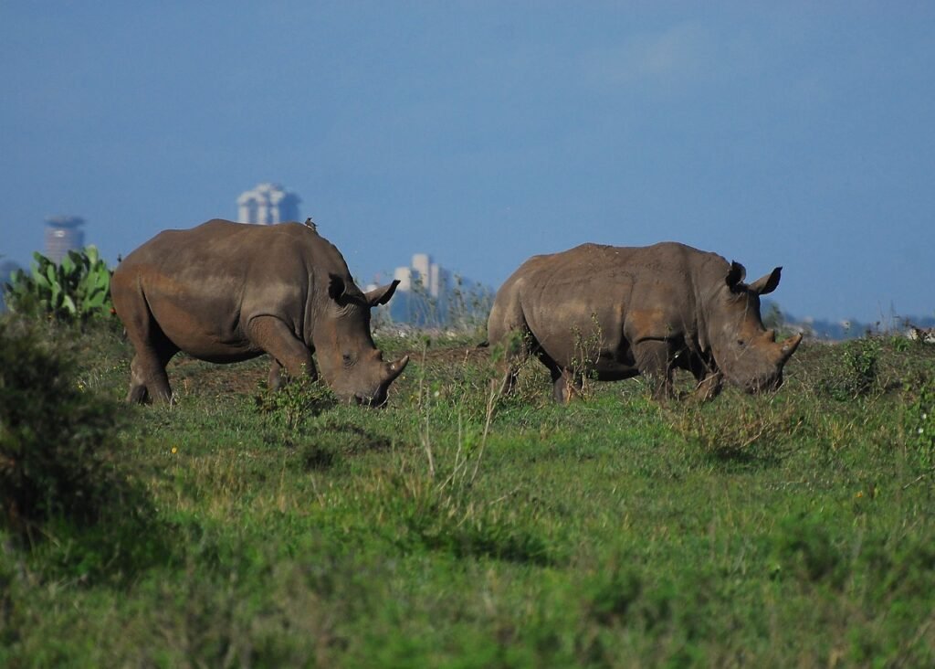 rhino, nairobi national park, kenya, leviamice, mice, safari, nairobi, tour
