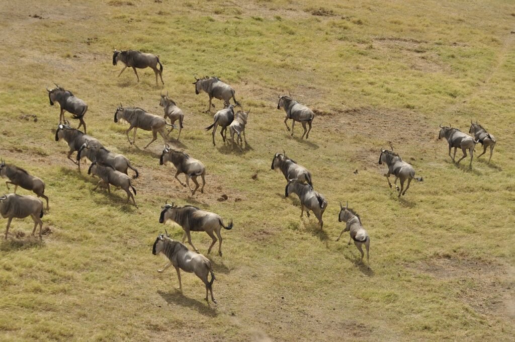wildebeest migration, kenya, masai mara, leviamice